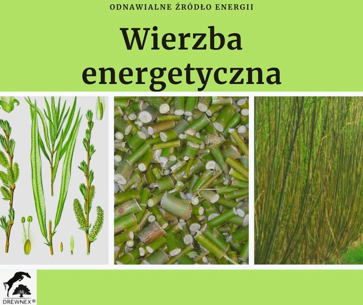 Brzoza energetyczna – wartość opałowa i zastosowanie w praktyce