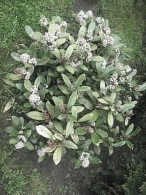 Krzewy w polskim klimacie